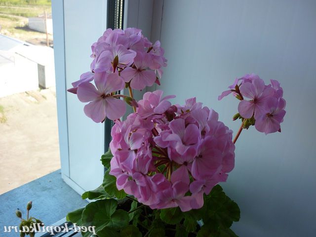 Рожева герань