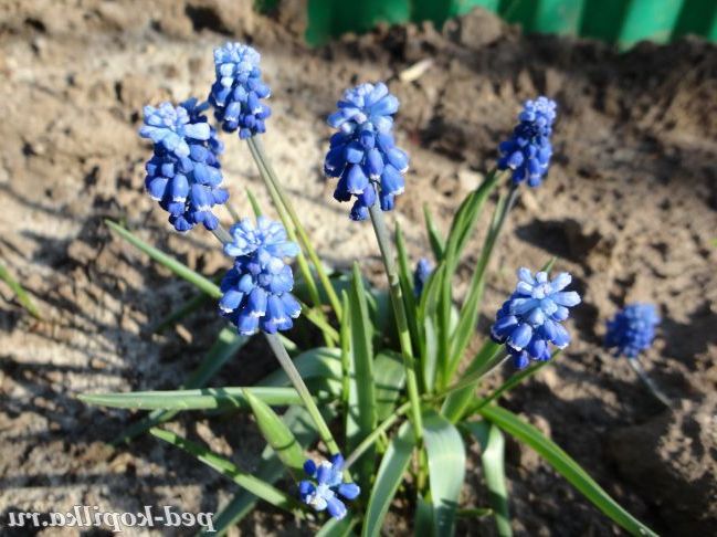 Первоцвіти