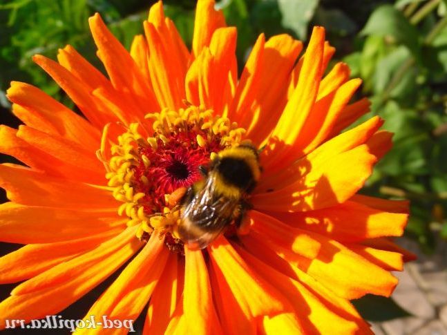 трудяга джміль