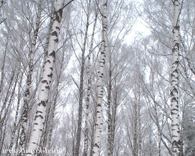 Березовий гай