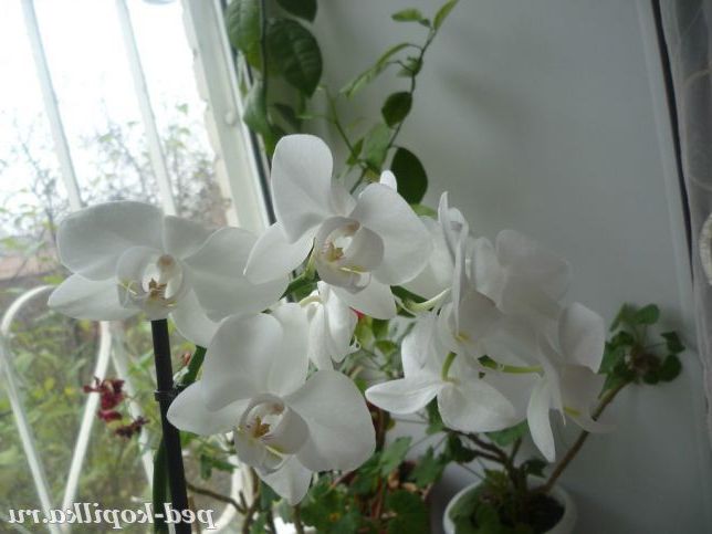 Орхідея, подарована учнями