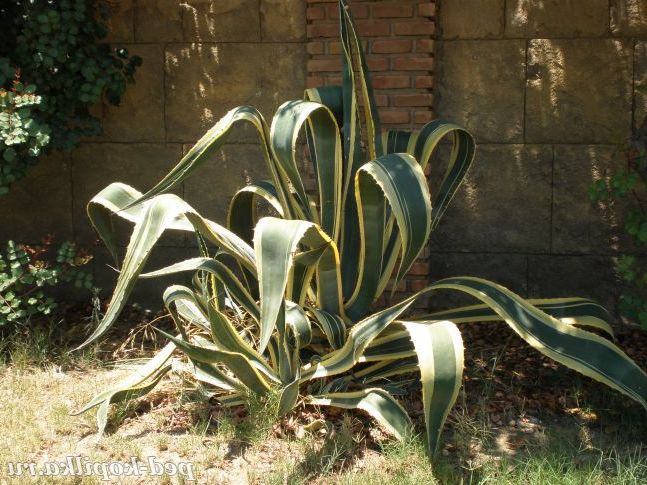 Сансевієрія.