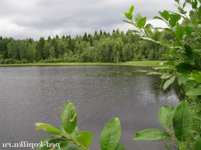Лісове озеро