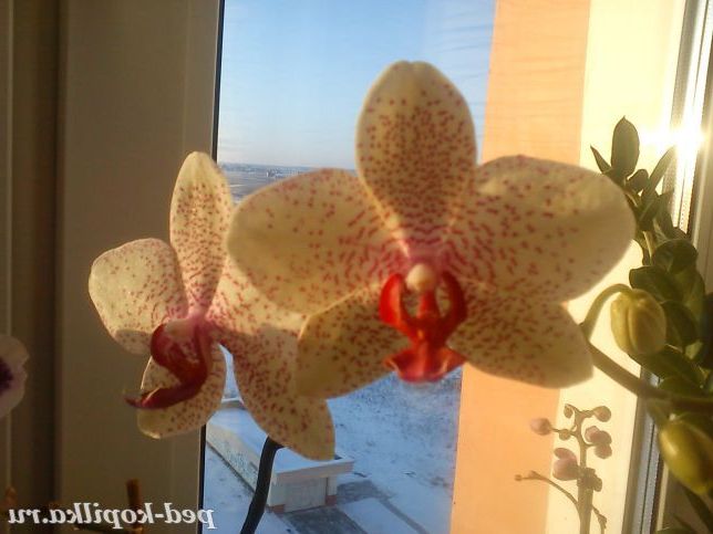 Орхідея-символ життєлюбства.