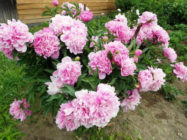 Півонії в саду