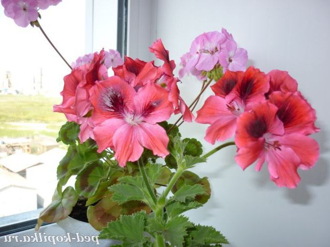 Королевська герань.