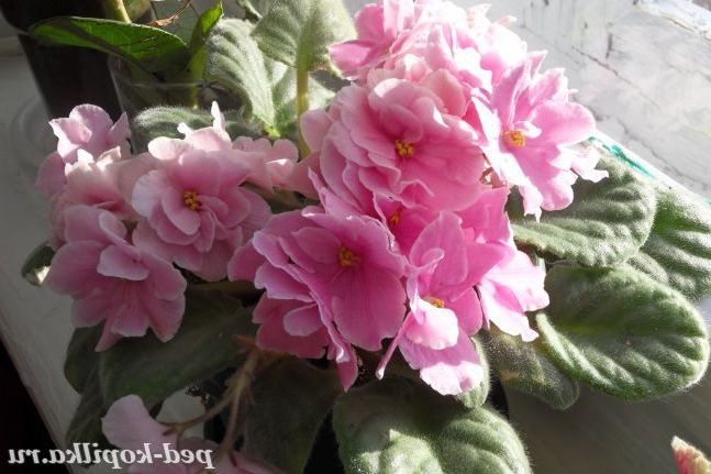 фіалка Рожева