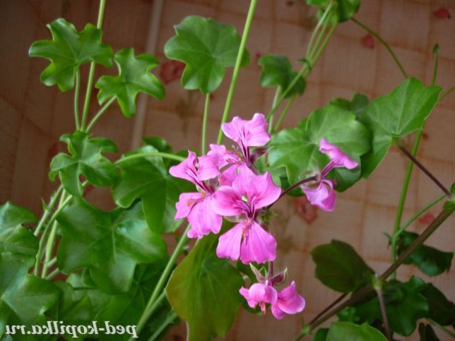 Плющолиста герань.