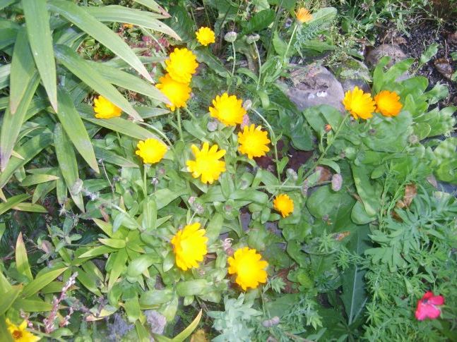 сонячне диво