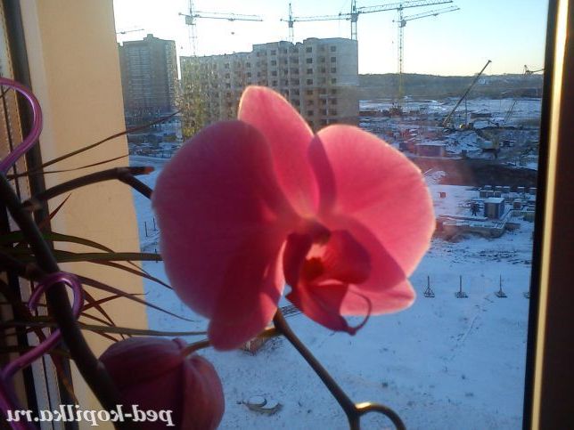 Орхідея-символ романтизму і особливого життєлюбства.