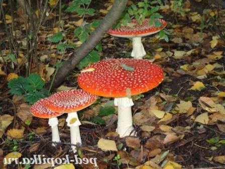 Сімейка мухоморів