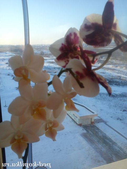 Орхідея-символ романтизму.