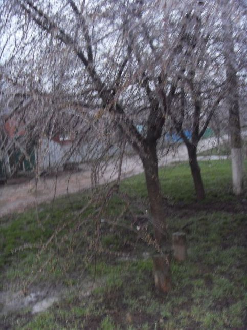 Вишні