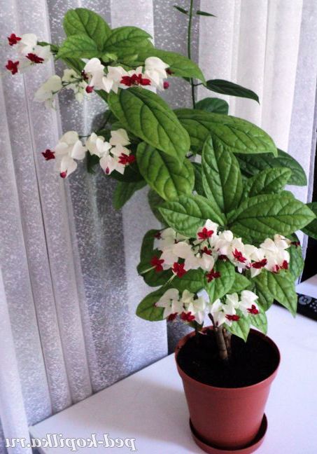 Клеродендрум