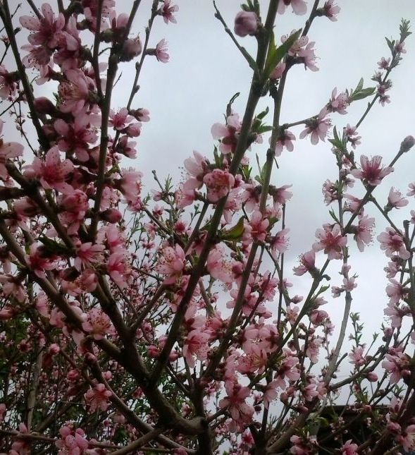 Цвітіння персика