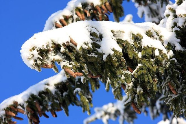 Природа взимку