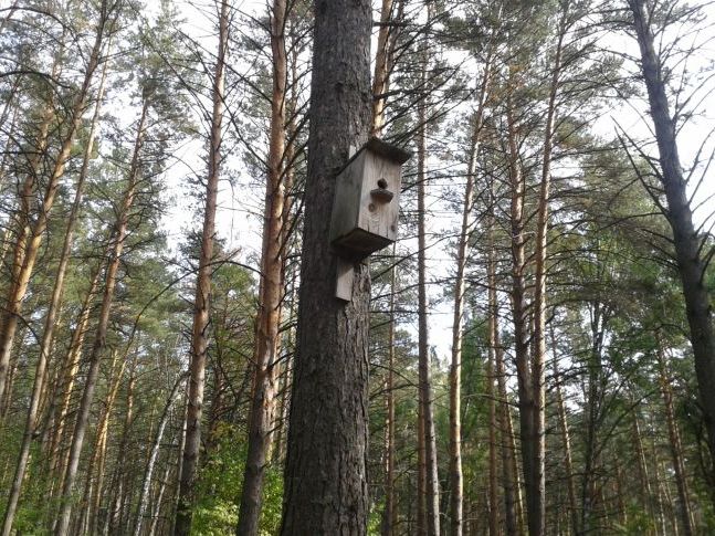 В очікуванні господаря