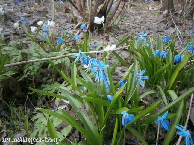 Блакитне диво