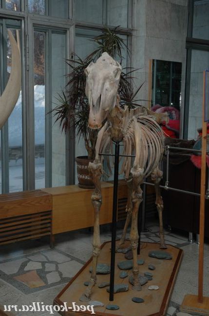 Скелет стародавньої коні
