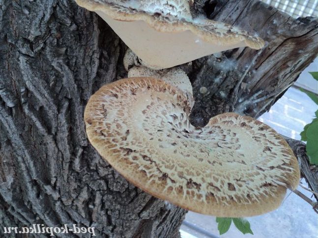 В нашому садочку виросли грибочки!