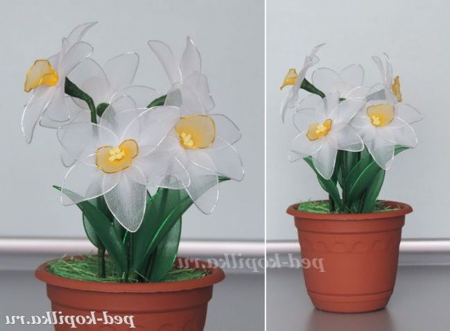 Нарциси своїми руками