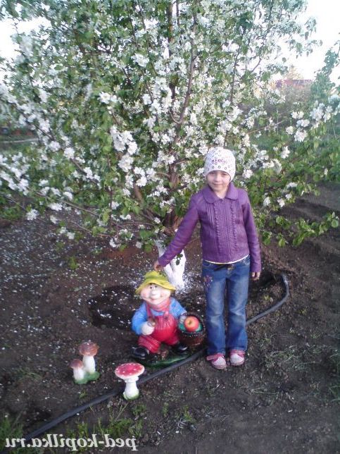 Яблуні в цвіту