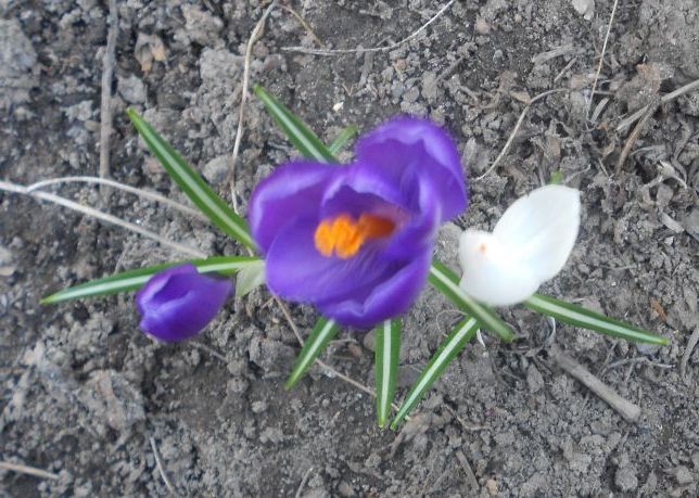 Весняні квіти