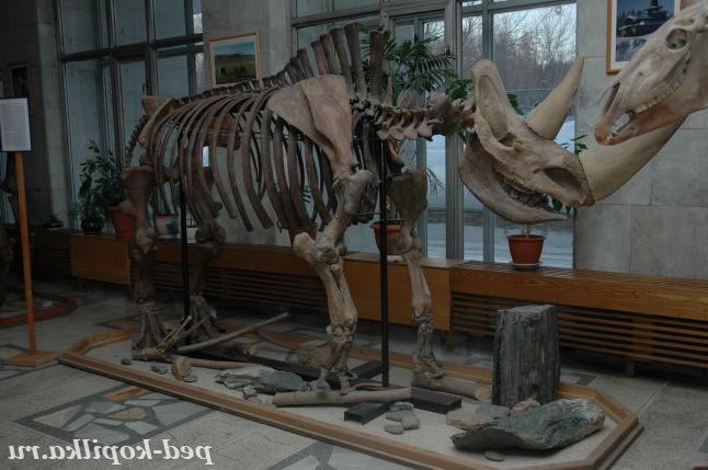 Скелет шерстистого носорога