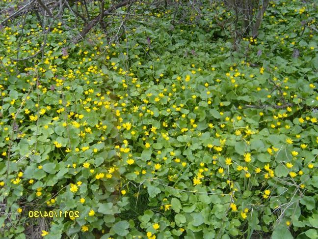 Весняні квіти