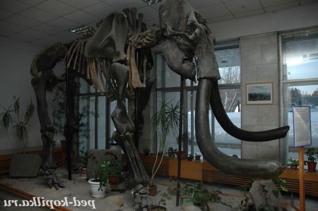 скелет трогонтериевого слона