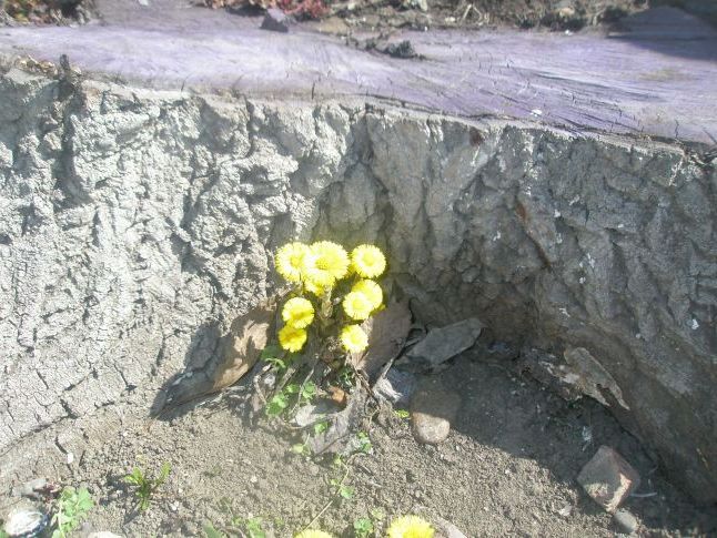 Мати-й-мачуха