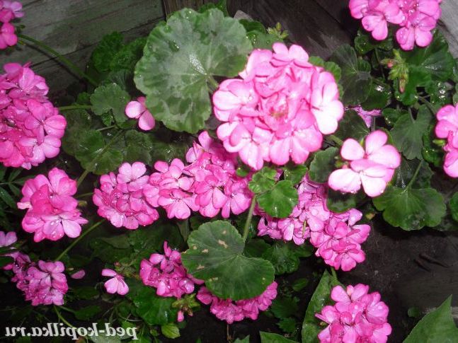 Герань влітку