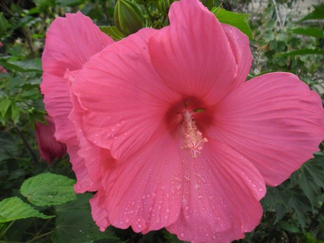 Ось такий квіточку у мене в садочку.