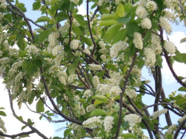 Весняні квіти