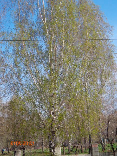 Весняне фото. 