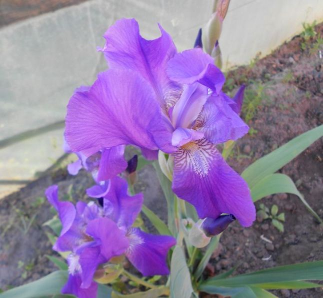 весняні квіти