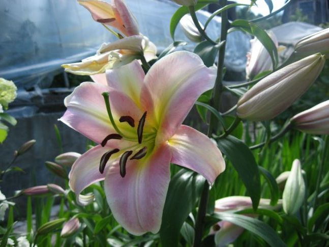 Квіти лілії