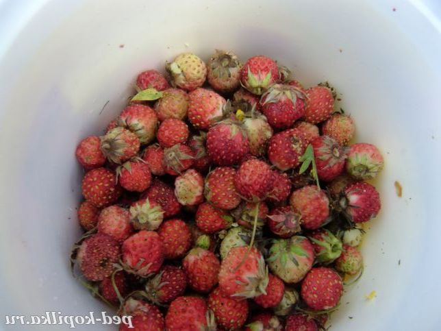 Суниця поспіла.