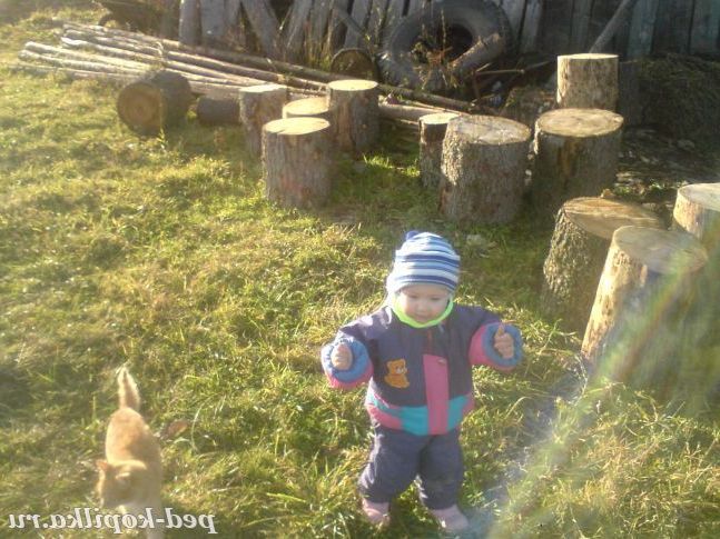 рудий шукай мишей