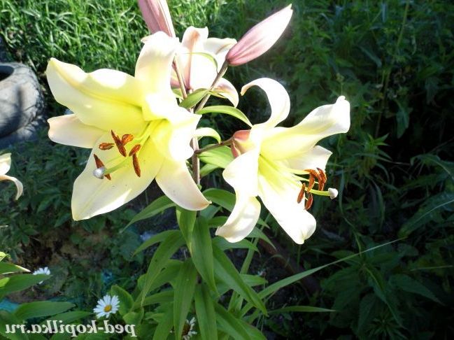 Лілії фото