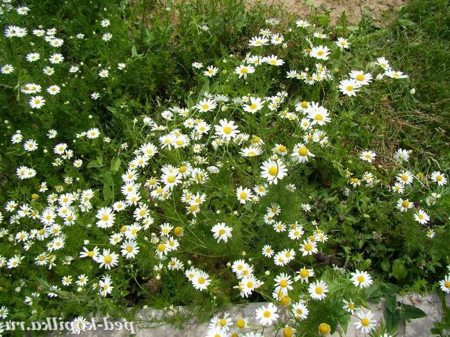 ромашки
