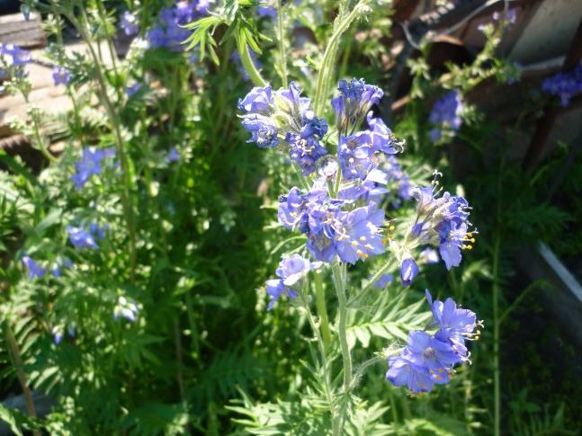 синюха блакитна