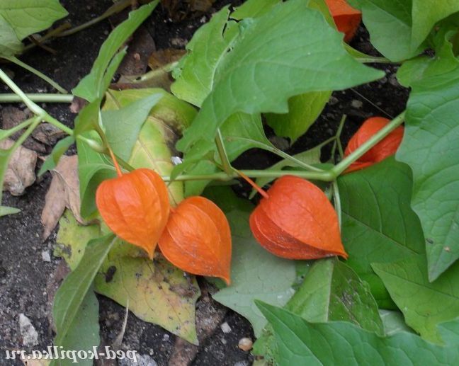 Осінні ліхтарики