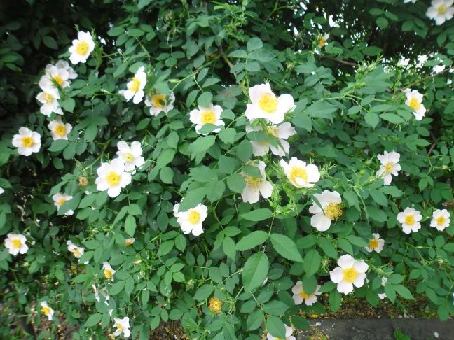 Цвіте шипшина