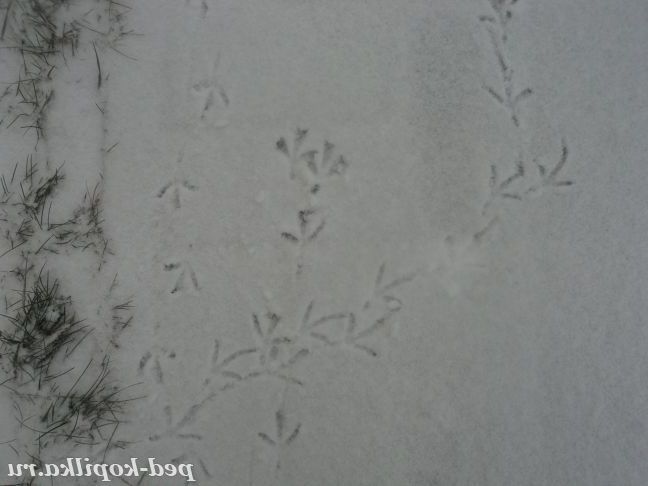 Зимові картини