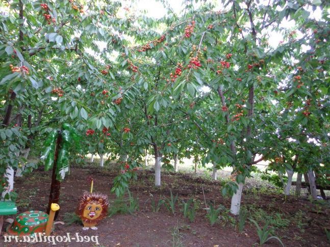 Левеня і черепашка в саду