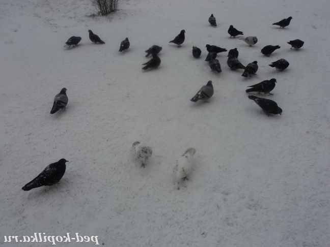 Птахи на снігу