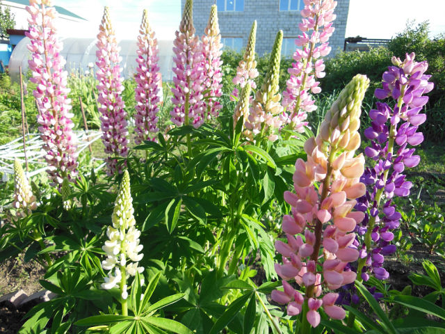 Люпин цвіте