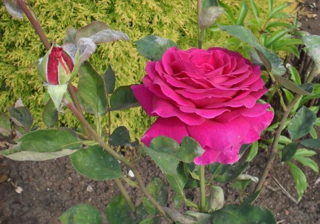 Рожеве літо