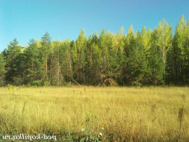 великий мурашник